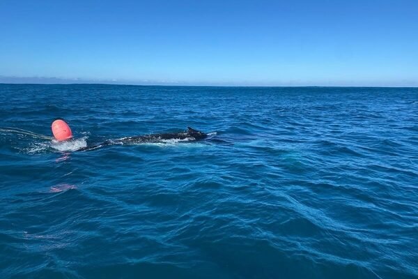 Stn6 gqeberha whale disentanglement6 82c5f5175a2e55ca0a26bbe33e7c08fd