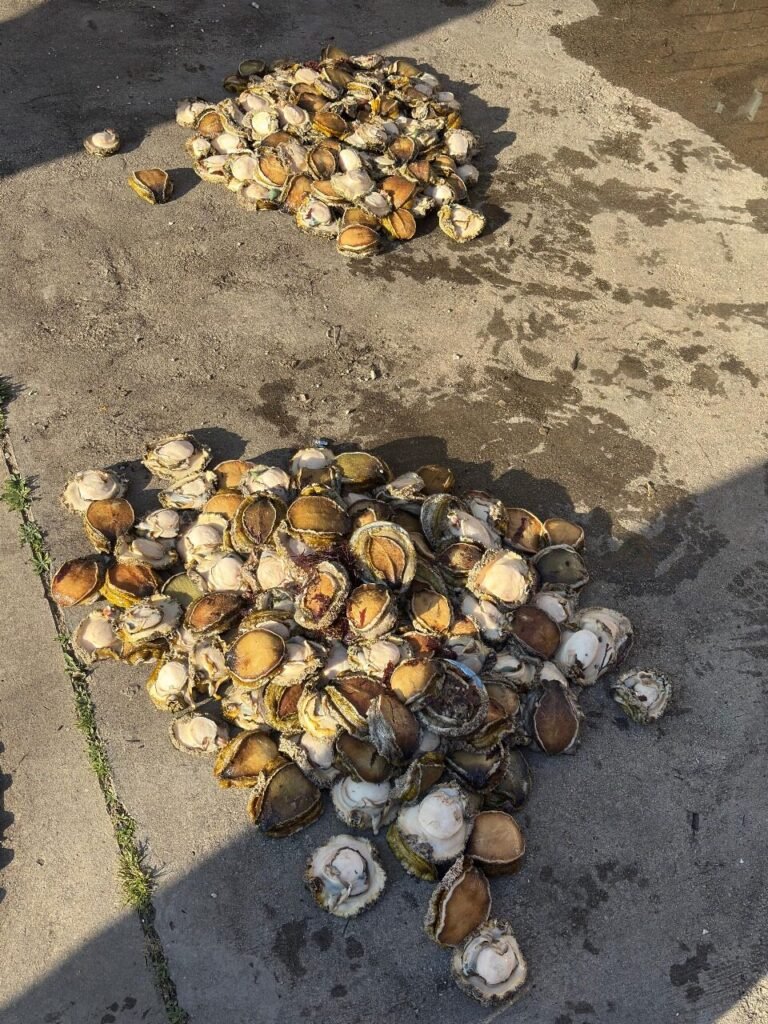 Abalone