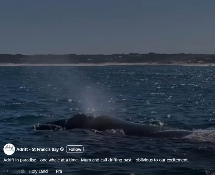Whale and calf adrift