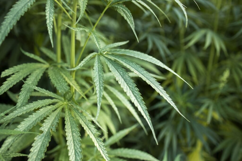 Cannabis or hemp plant leaves for alternative medicine concept.