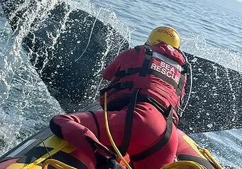 Whale rescue at