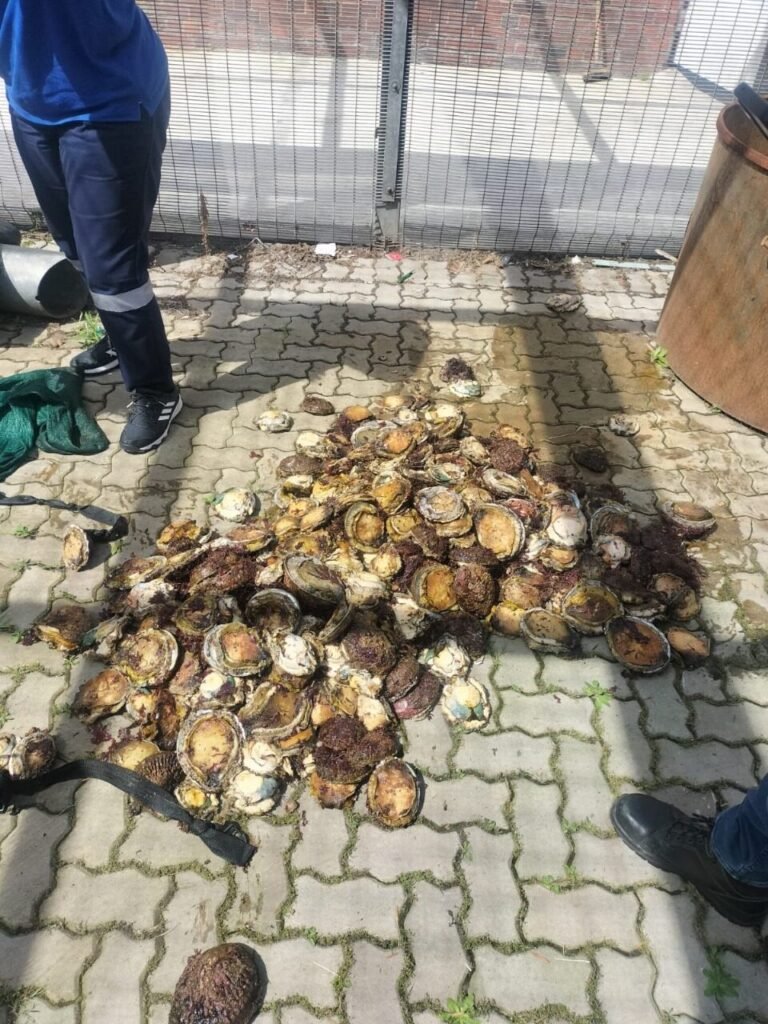 K9 cops in pe arrest six abalone suspects 2