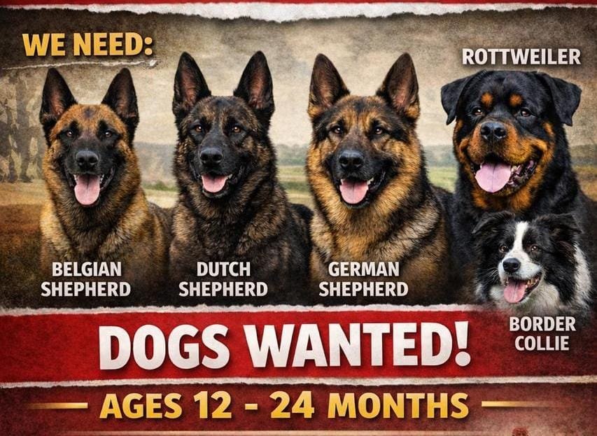 Dogs wanted to be trained for K9 units