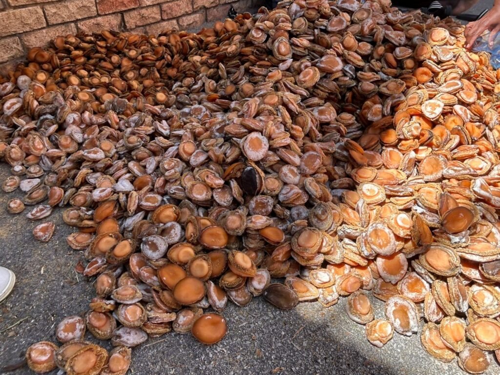 Suspected Abalone Poachers Caught with R2.6m of Abalone1