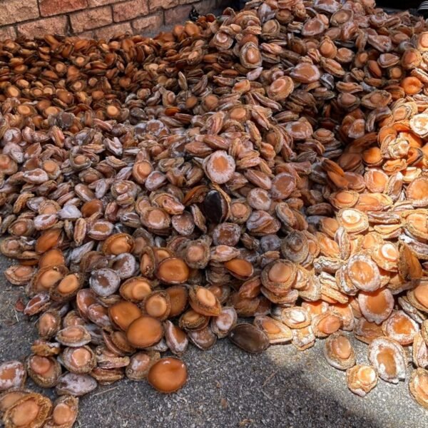 Suspected Abalone Poachers Caught with R2.6m of Abalone1