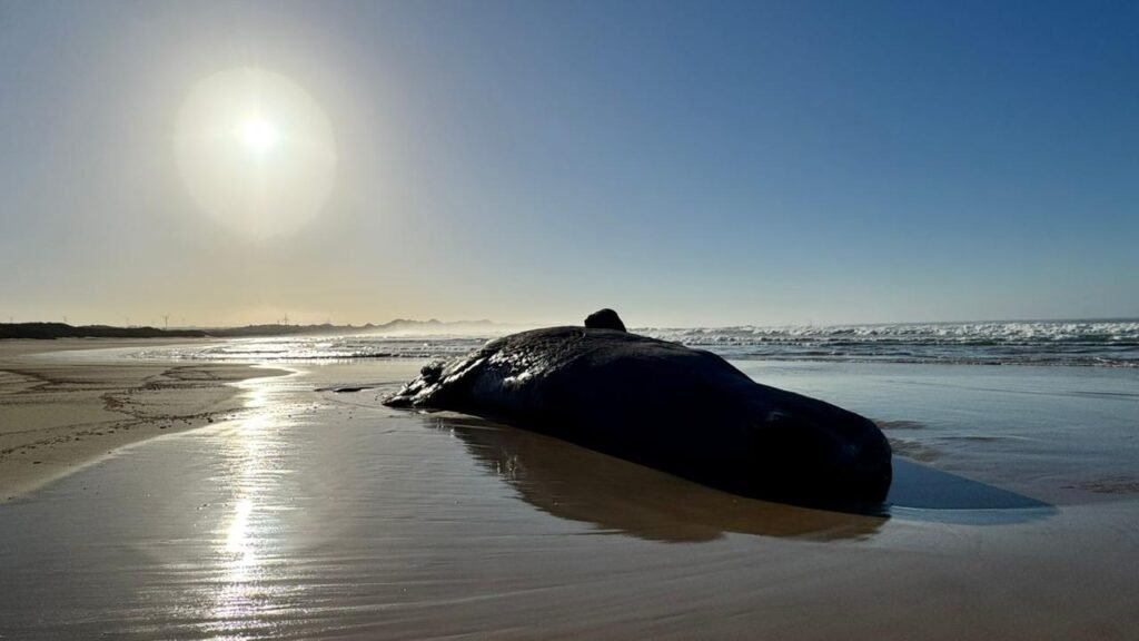 Whale