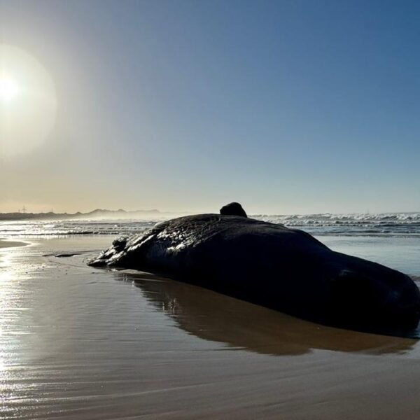 Whale